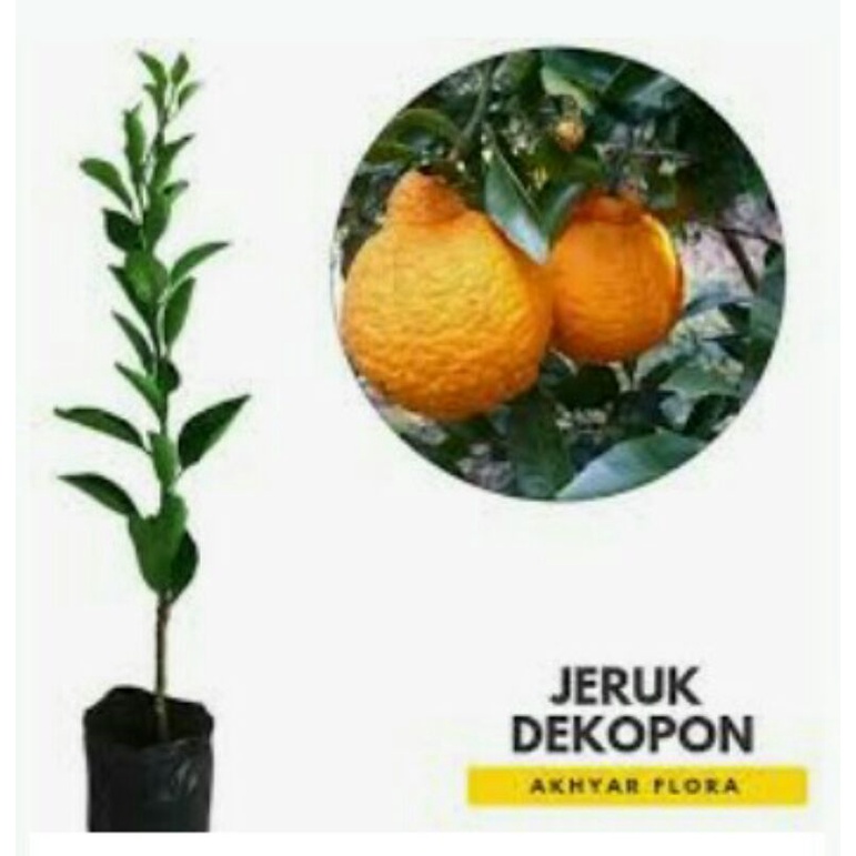 jeruk Dekopon bibit original