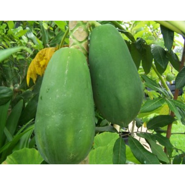Bibit Benih Biji Buah Pepaya California - Biji Tanaman Buah Pepaya California -Pohon Buah Pepaya-COD