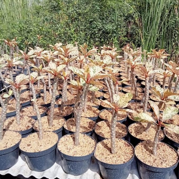 ```````] bibit asli bukan sambung Kamboja Bali varigata