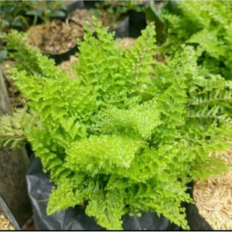 tanaman hias pakis embun tanaman gantung pakis