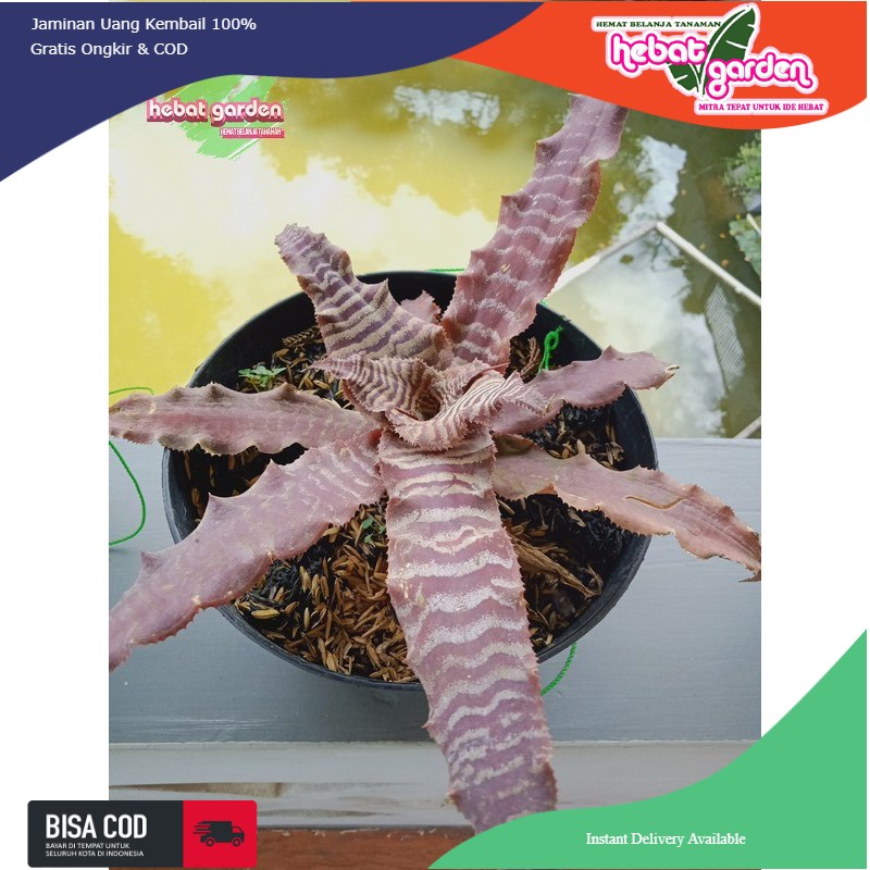 Kerang nanas tokek coklat - Cryptanthus fosterianus