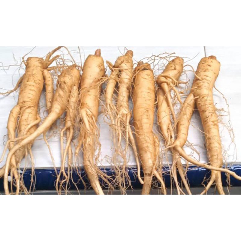 

GINGSENG MERAH (satu batang)