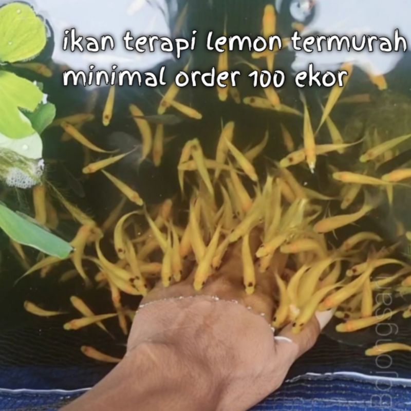 ikan terapi lemon Paket 50 ekor 1 harga