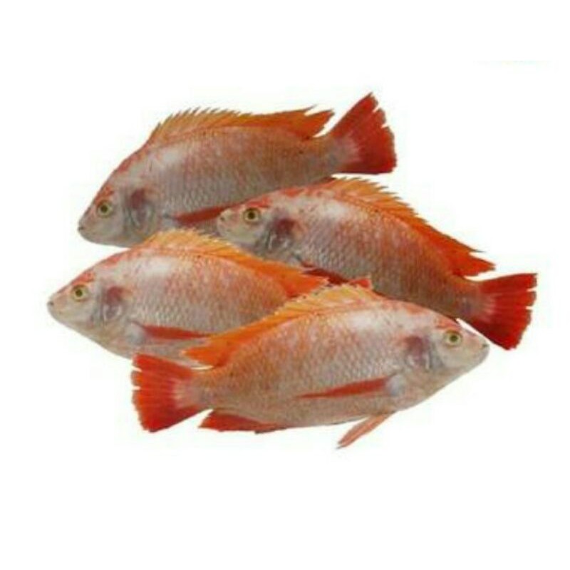 

Ikan Nila Merah/500gr