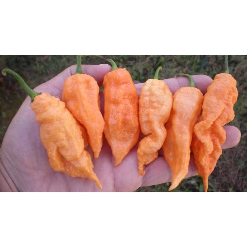 Benih Bibit Biji - Cabai Jay's Ghost Peach Scorpion Pepper Seeds