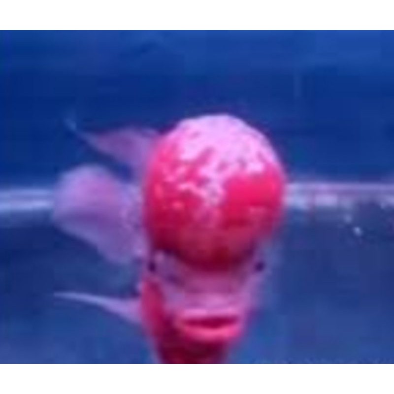 UPDATE IKAN LOUHAN CENCU IKAN LOHAN CENCU UKURAN 2CM - 5CM