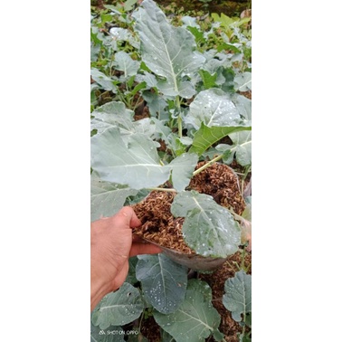 Bibit sayur Brokoli