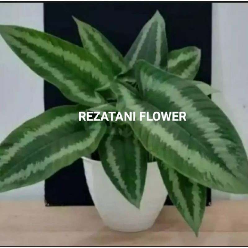 tanaman hias homalomena/tanaman keladi homalomena/tanaman hias keladi homalomena/homalomena