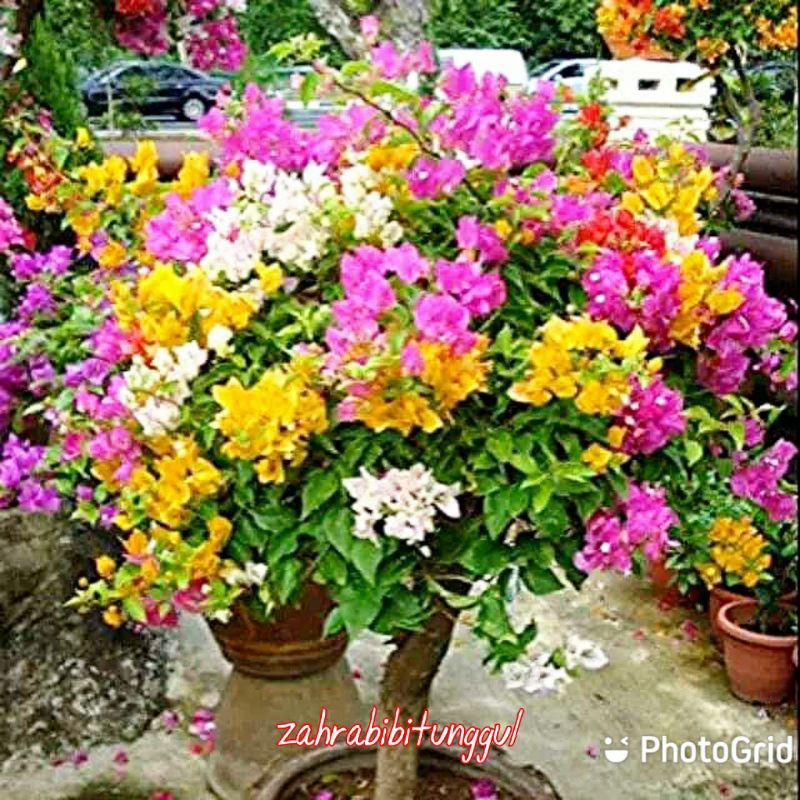 Bibit Bunga bugenvil 3 warna