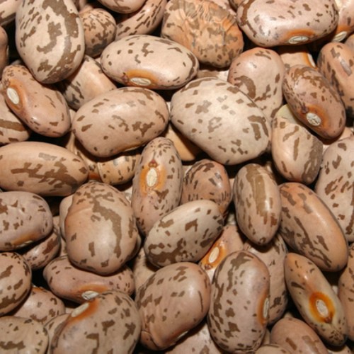 

PINTO BEAN 250 GRAM