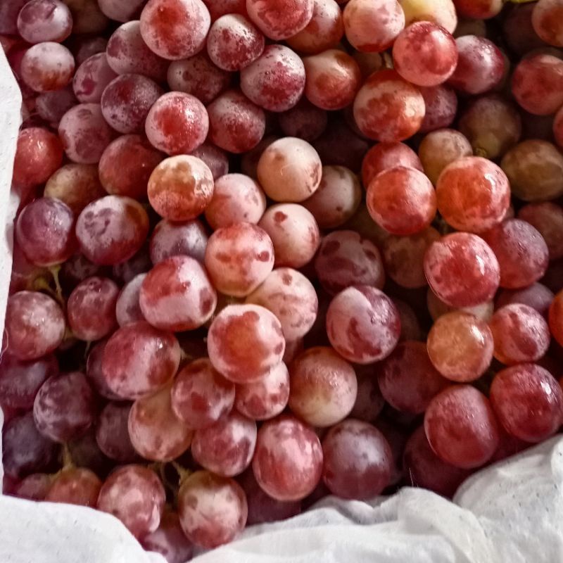 

Buah Anggur Merah Red Globe - Manis Asam Berbiji ( KHUSUS JAWA TIMUR )