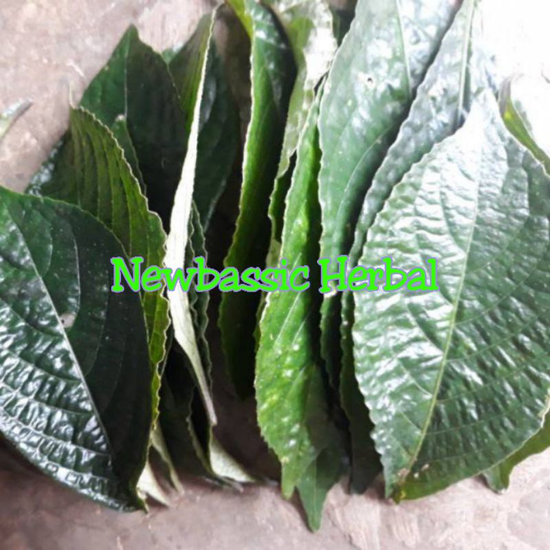 

Daun pecah beling 1kg