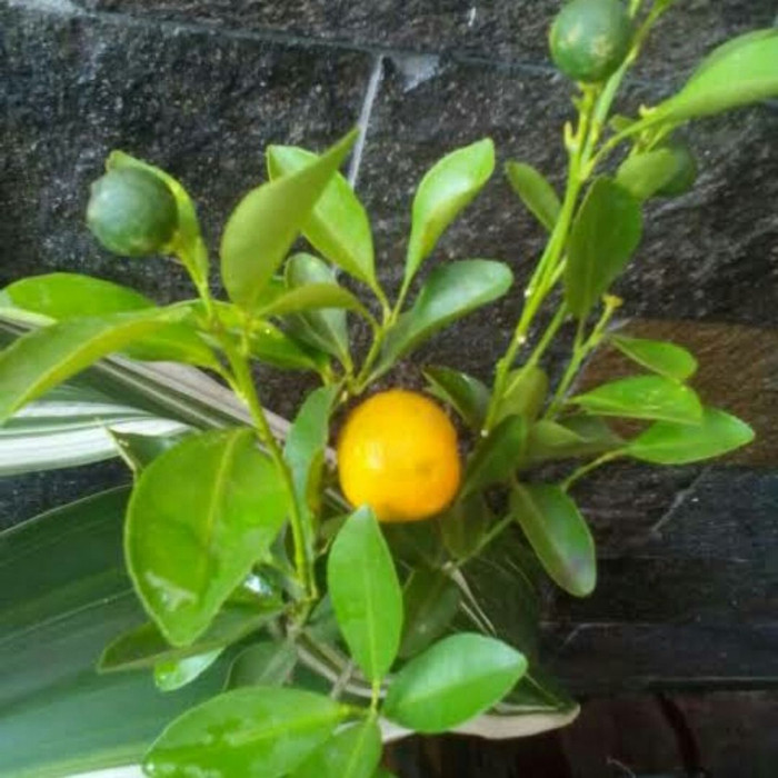 Bibit pohon jeruk kip/kips-pohon jeruk lemon cui-pohon jeruk peras