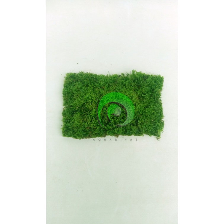 Moss weeping clump / moss karpet aquascape