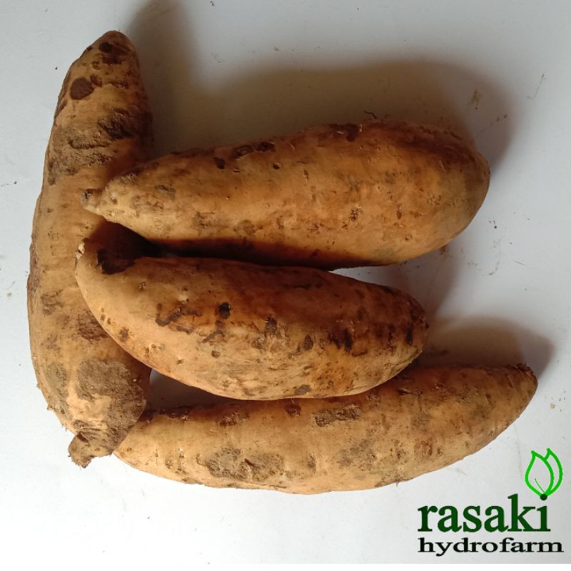 

ubi cilembu 1 kg organik