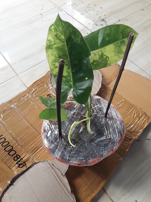 Tanaman Hias Philodendron Burle Marx/brekele Varigata.