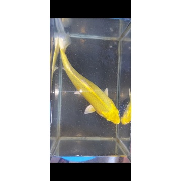 Yamabuki Ogon Size 30