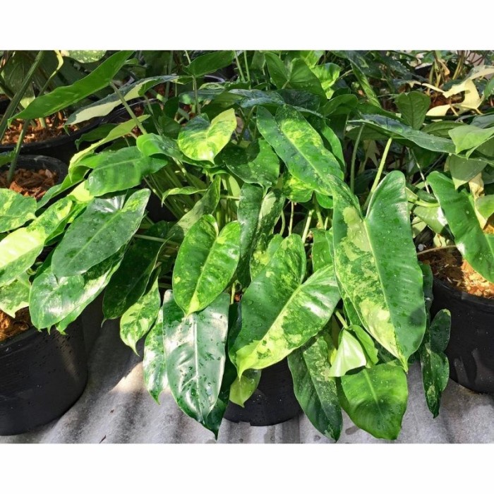 BONGGOL Philodendron BREKELE VARIGATA