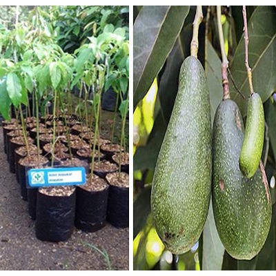 bibit alpukat aligator genjah