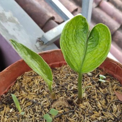 Anturium Jemani Varigata Bentuk Love Langka