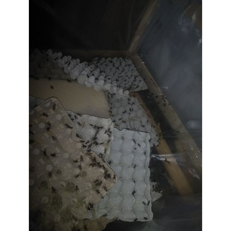 

Jangkrik Hidup Premium