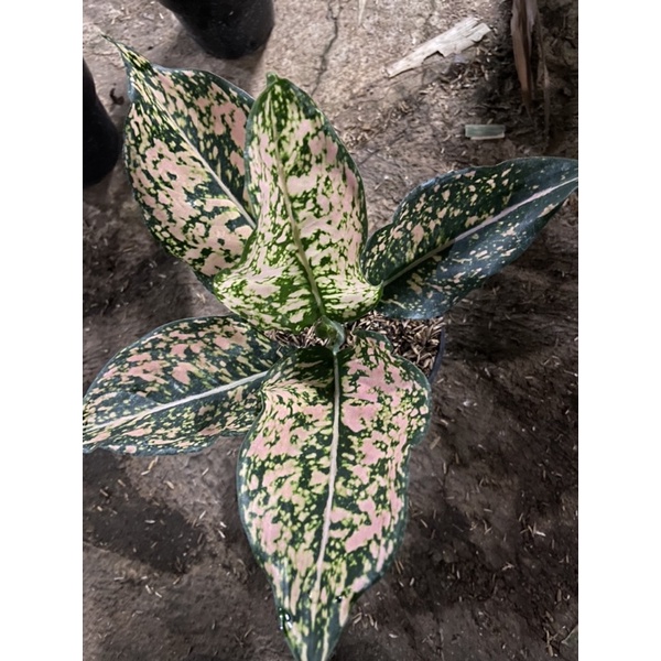 Aglonema Komkom Orange