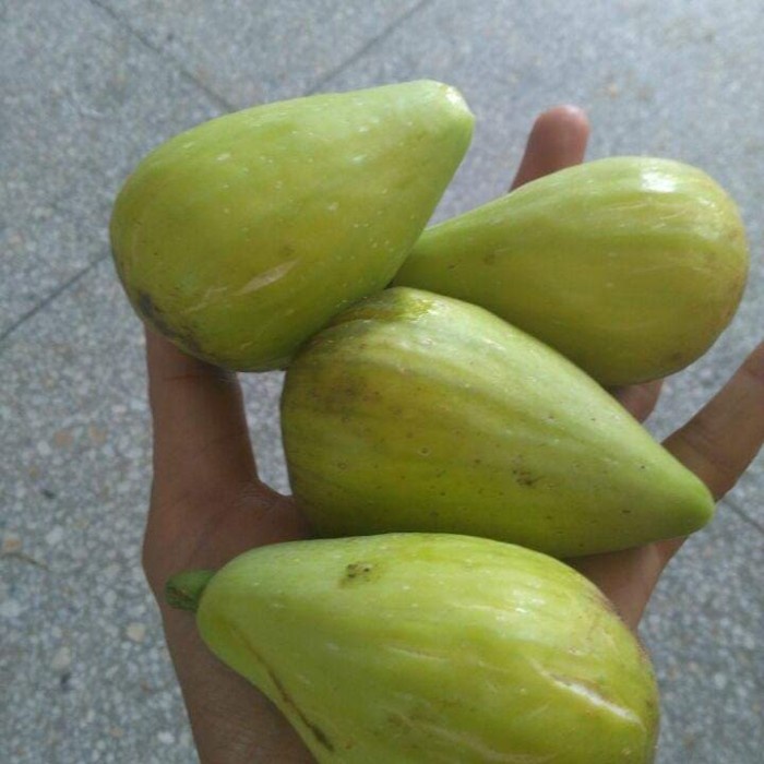 BiBit Buah tin Dalmatie Rusia