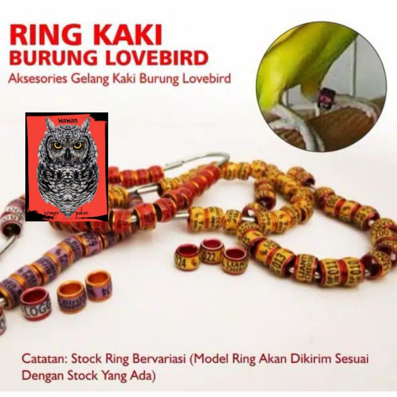 ring lovebird