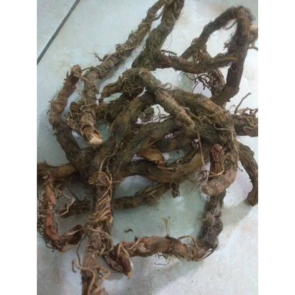 

Unik rimpang akar Jeringau / bengle dlingo / dringo segar Limited