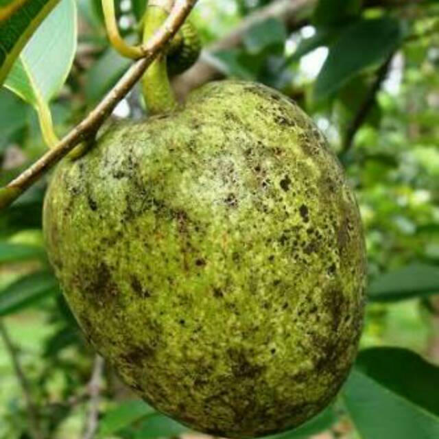 

Buah Sirsak Gunung Anonna Montana Mountain sourshop