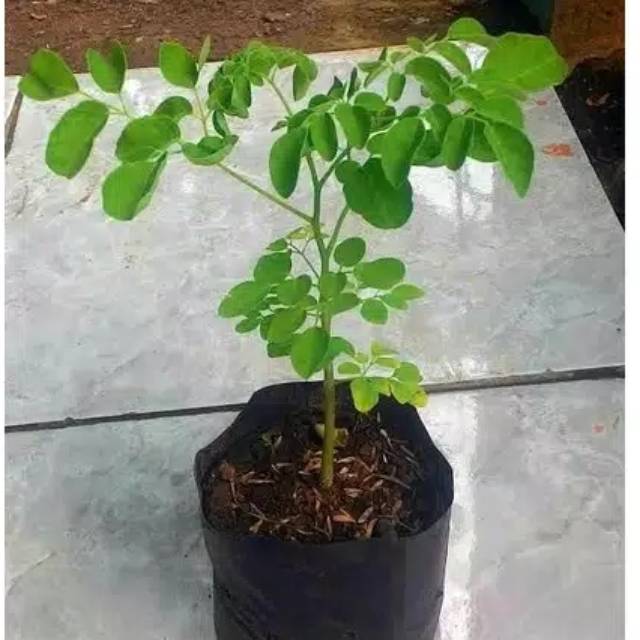 Tanaman Daun Kelor - Moringa Oleifera