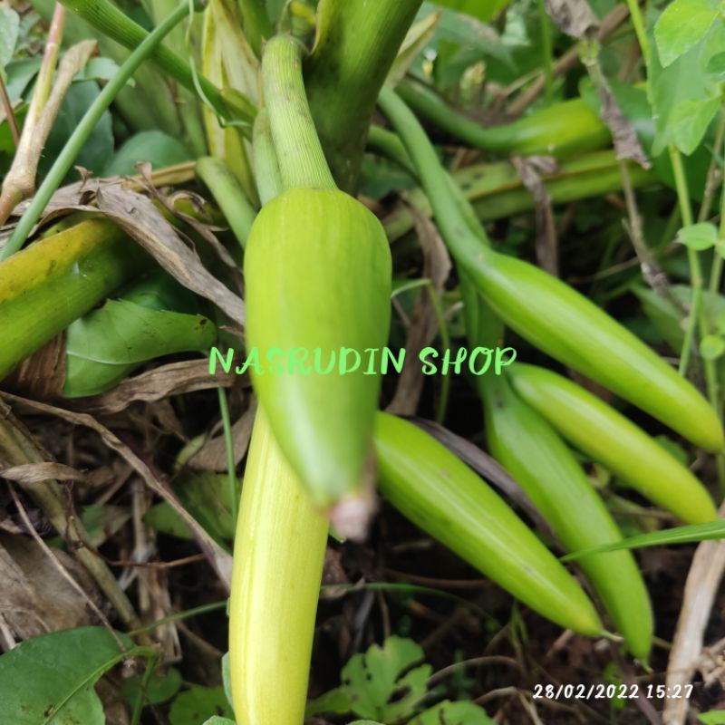 

[Fresh] Buah Cariang Buah Nampo Untuk Sayuran Segar
