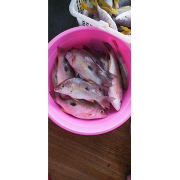 

ikan karang (ikan ekor kuning (delah), ikan tompel, ikan kuning-kuning)