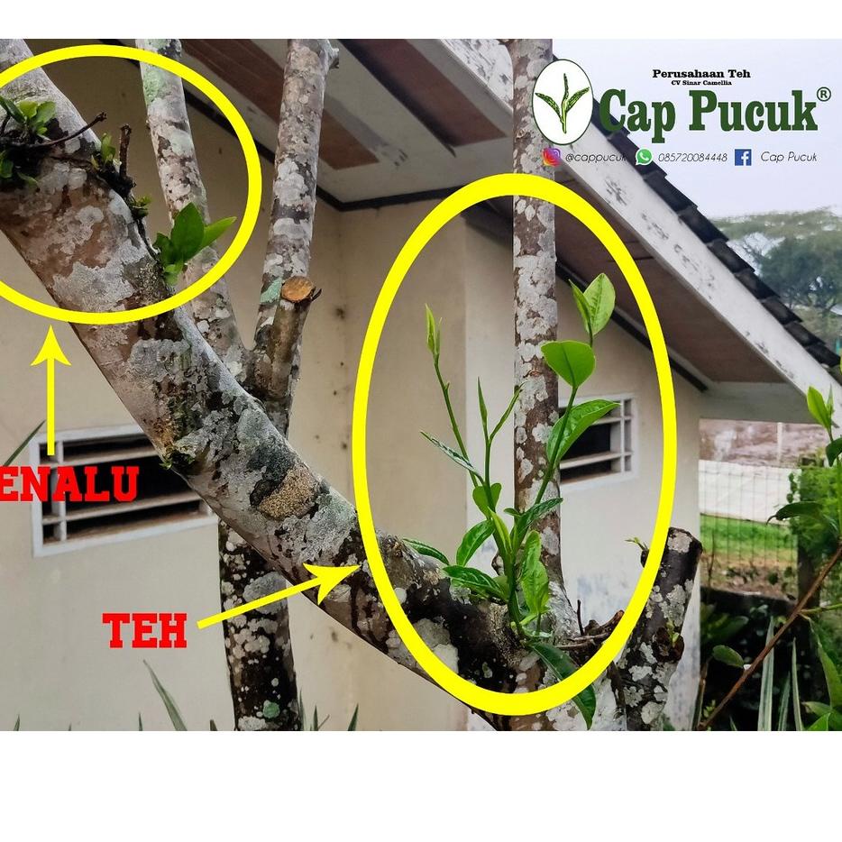 

[PROMO 8TP76] BENALU TEH ASLI CAP PUCUK Pasti Murah