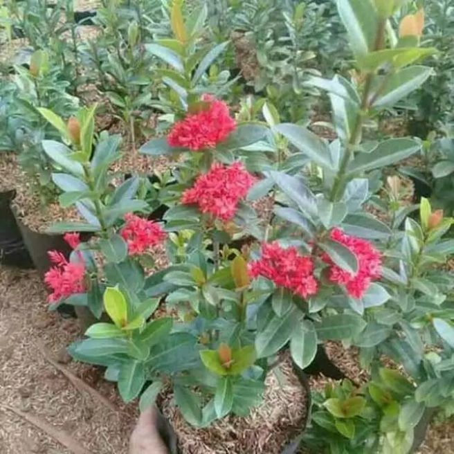 tanaman bunga asoka india-pohon asoka-asoka bunga merah