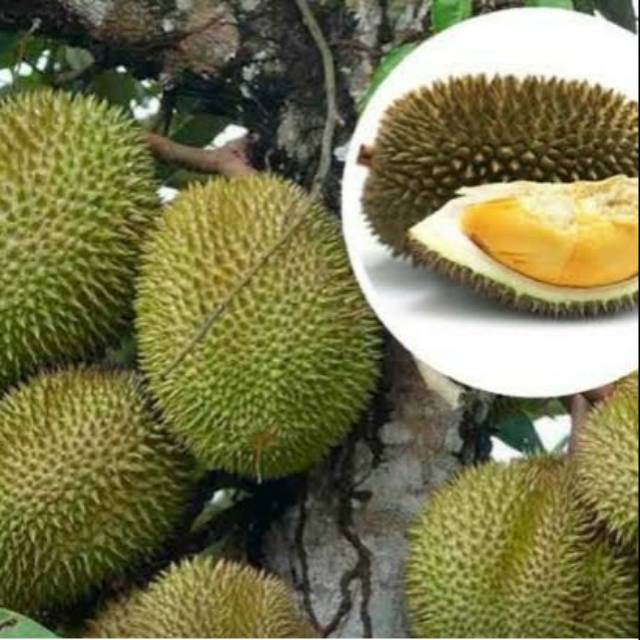 Bibit Durian Musang King Jumbo Original