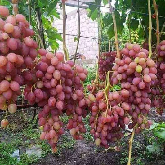 

promo anggur red carolin/anggur merah/anggur rambat. Premium Unggulan bisa COD minimal pembelian 5