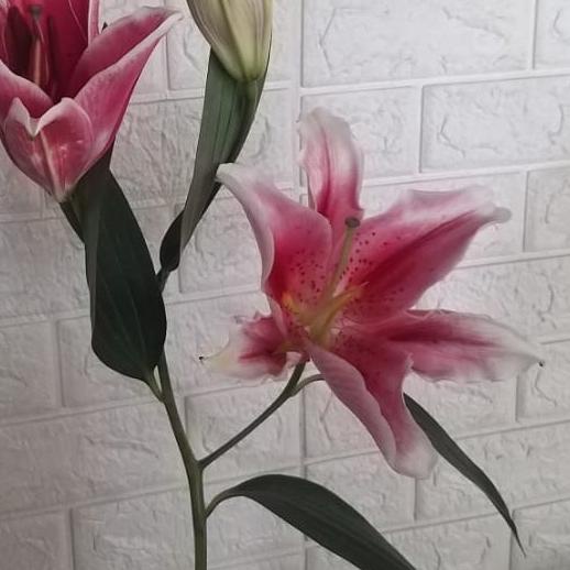۩ bunga potong Lily segar @1 tangkai ♟