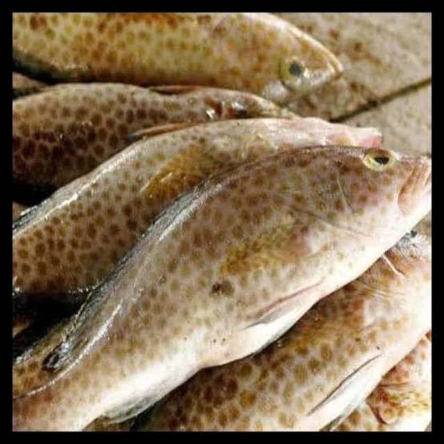 

Ikan kerapu 1 kg bukan frozen fresshh