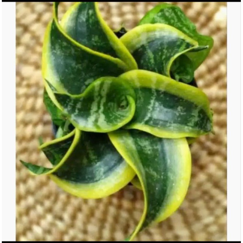 Tanaman Hias Senseviera Twister - Tanaman Hias Twister