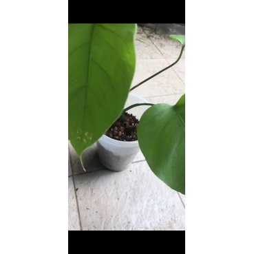 monstera varigata ekonomis