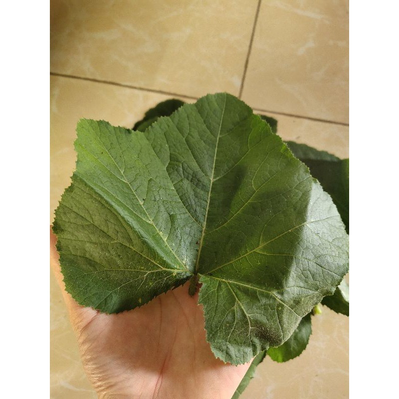 

daun labu muda fresh 1 kg