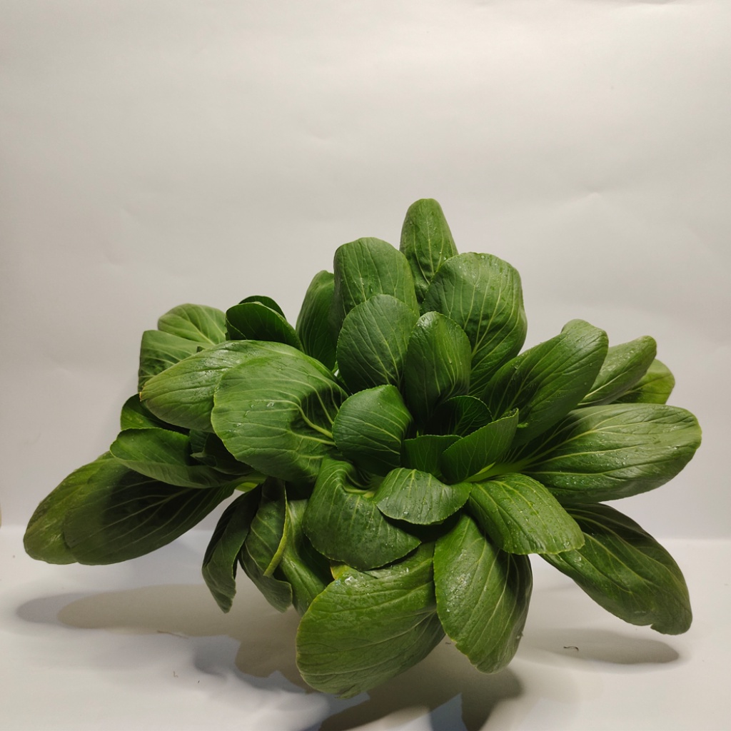 

Sayuran Hidroponik Bok Choy / Pakcoy / Pakcoi, Sayuran Sehat Bernutrisi