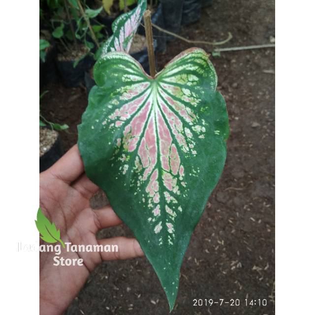 Tanaman Hias Keladi Wayang Keladi  Bibit Keladi Wayang Merah Muda Pink