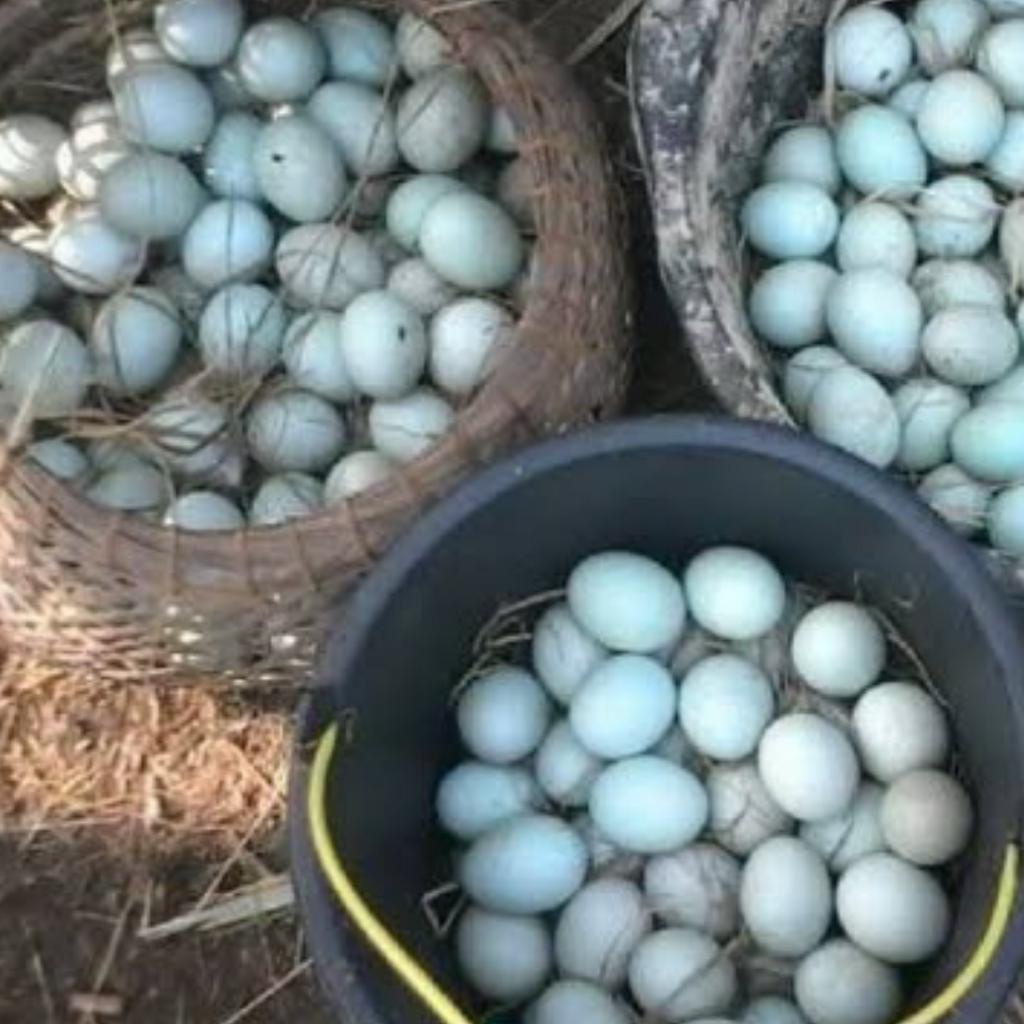 

Telur Bebek Mentah isi 5 butir per bungkus Telor Bebek Segar Telor Bebek Mentah