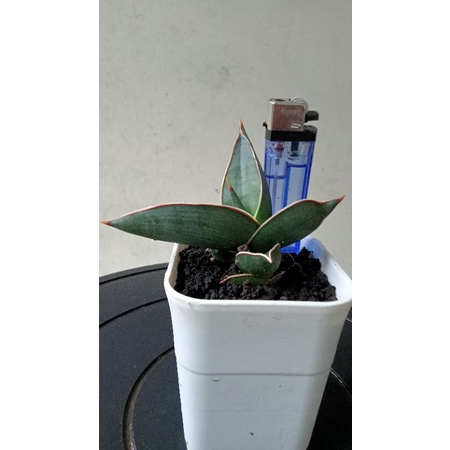 Sanseviera Samurai Dwarf