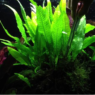 Kadaka Mini Medium Tanaman Aquascape Shopee Indonesia