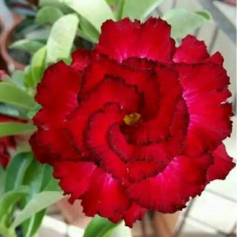 tanaman hias adenium bunga tumpuk merah