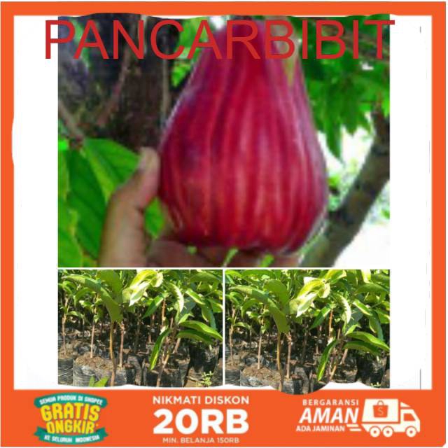 bibit jambu jamaika jambu bol super jumbo