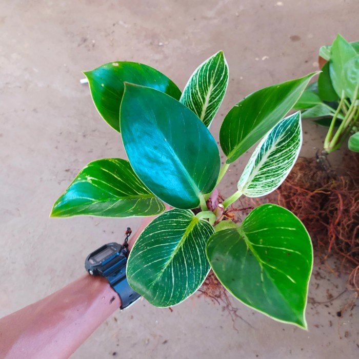 tanaman hias philodendron birkin varigata - philo Birkin - indoor